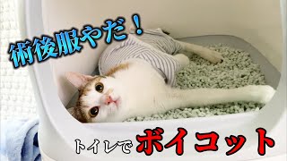 沖縄保護猫 術後服を嫌がる→解決方法がこちらです [upl. by Petigny23]