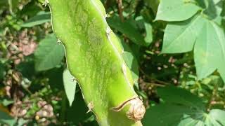 Mengenal Buahh Naga Hylocereus polyrhizus [upl. by Clary763]