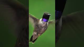 Blackchinned Hummingbird [upl. by Lange]