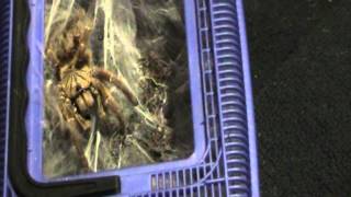 Orange Baboon Tarantula attack [upl. by Enelkcaj792]