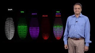 Nipam Patel MBL 1 Patterning the AnteriorPosterior Axis The Role of Homeotic Hox Genes [upl. by Gates]