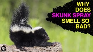 The Chemistry of Skunk Spray [upl. by Enerahs]