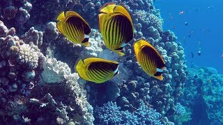 Diving Egypt Dahab  Duiken Egypte Dahab  Eel Garden and House Reef Liquid Diving [upl. by Nylyrehc227]