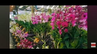 WHERE TO BUY CHEAP ORCHIDS [upl. by Dickinson]