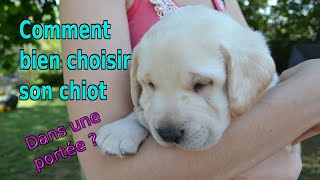 Comment bien choisir son chiot dans une portée [upl. by Ardnasxela]