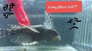 Is my pleco sick helpme diyaquarium fish aquarium Railwaycitytanks Railway City Tanks diy [upl. by Canice244]