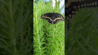 Black Swallowtail Butterfly [upl. by Pammy]