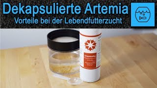 Artemia züchten und verfüttern  Dekapsulierte Artemiaeier  Vorteile bei der Lebendfutter Zucht [upl. by Ayrotal432]