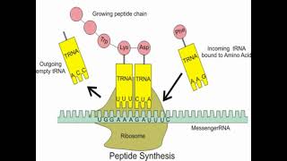 DNA Translation Steps [upl. by Boyd494]