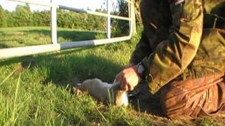 Air Rifle Hunting Rabbit Hunt MAY 2010 [upl. by Ley]