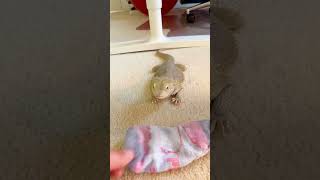 Bearded Dragon Is Obsessed With This One Sock  The Dodo [upl. by Currie]