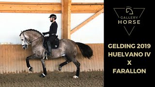 SOLD  DRESSAGE HORSE FOR SALE  PRE  GELDING  5 Yrs  GHS2173 [upl. by Neliak]