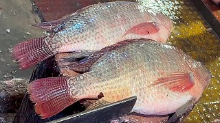 Popular Big Tilapia Fish Cutting In Fish Market  Amazing Fish Cutting Skills [upl. by Ariaic]