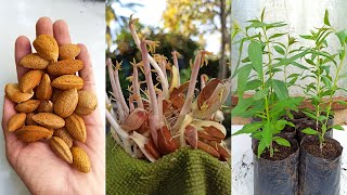 easiest way to grow an almond tree at home  100 guaranteed the most complete educational video [upl. by Davie]