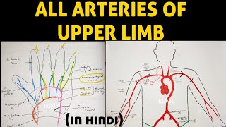 Arteries of Upper Limb  Axillary Artery  Brachial Artery  Ulnar Artery  Radial Artery [upl. by Airbma708]