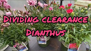 Clearance Dianthus and Dividing It splendidgarden7b [upl. by Llezom]