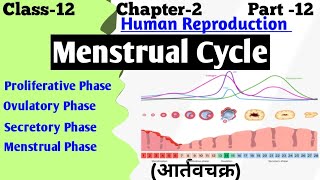 menstrual cycle and pregnancy  menstrual cycle anatomy and physiology  human reproduction [upl. by Antoni597]