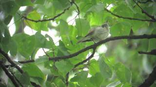 Western Bonellis Warbler [upl. by Justin]