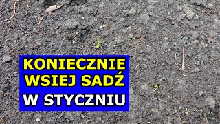 KONIECZNIE Posadź te Warzywa na Początku Stycznia Co siać sadzić w Styczniu Kalendarz Ogrodnika [upl. by Shaper133]