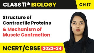 Structure of Contractile Proteins amp Mechanism of Muscle Contraction  Class 11 Biology Ch 17  CBSE [upl. by Ahsikad]