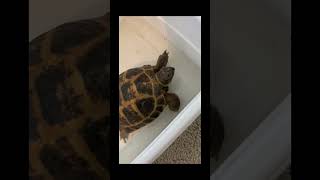 Torty is like WHUUT tortoise cute [upl. by Anide]