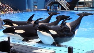 Orca Encounter Full Show  SeaWorld Orlando  June 7 2022 [upl. by Clerissa]