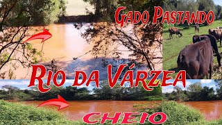 Cheia do Rio da VárzeaCorregos estão cheiosGado no Potreiro Pastando [upl. by Alisa]