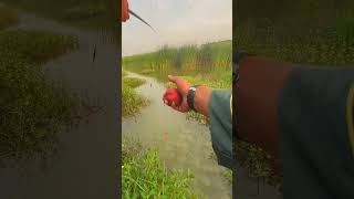 Wild fishing for small crucian carp fisherman live shooting explosion protection bait wild fish [upl. by Huai]