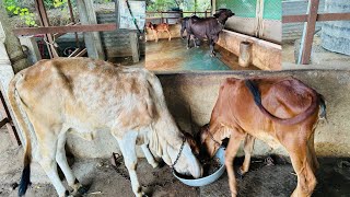 Gir cow and Kankrej cow farm thara bharattharanikankrejcow cow kankrejcow farming [upl. by Fisken]