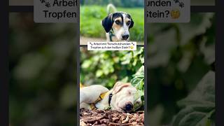 Arbeit mit Tierschutzhunden nur ein Tropfen auf den heißen Stein Was meint ihr dazu doglover [upl. by Annekim222]