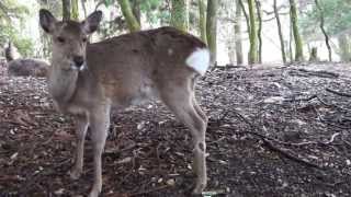 Deer screaming [upl. by Jay]