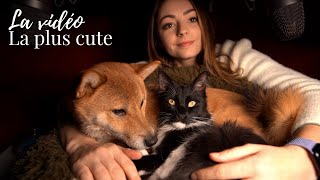 ♡ ASMR  Je prends soin de mes Animaux Ronronnement amp Scratching ♡ [upl. by Jeannie]