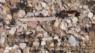 THREADWAISTED WASP carrying caterpillar Ammophila pictipennis [upl. by Haleigh]