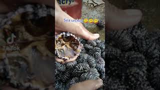 Sea Urchin Mukbang😋 [upl. by Vanderhoek]