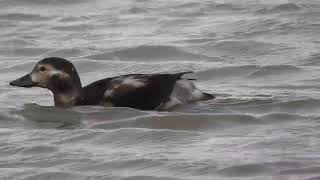 Long Tailed Duck Kilnsea Wetlands 11123 [upl. by Daughtry176]