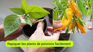 Le repiquage des plants de poivrons et des piments 2023 [upl. by Ioves]