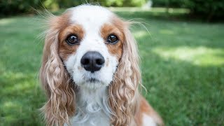 How to Groom a Cavalier King Charles Spaniels Ears [upl. by Eissirhc]