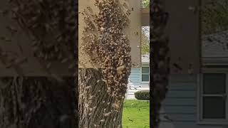 Honeybee Swarm Moves into Bait Hive short [upl. by Ardnuaed]