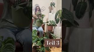 💙 Teil 3 Pflanzen Rankstäbe amp mehr 💙 pflanzenliebe rhaphidophorakorthalsii plants [upl. by Alodee985]