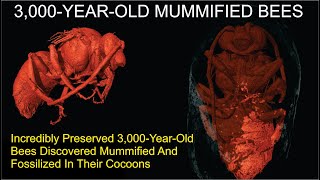 3000YearOld Mummified Bees Discovered [upl. by Erdua]