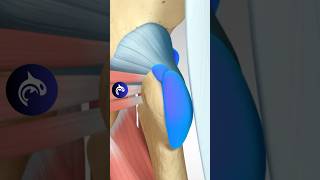 Learn about Hip Bursitis hip bursitis orthopedicsurgeon [upl. by Eitteb]