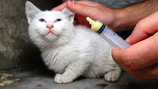 Kitten is Visiting The Mom Cat For The First Time After Having a Seizure kittens meowingLucky Paws [upl. by Lorien]