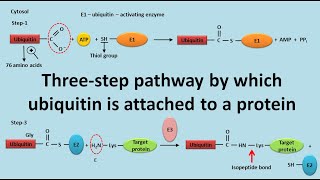 Ubiquitination of proteins [upl. by Fesuoy511]