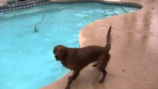 Dark red golden retriever in pool [upl. by Owen511]