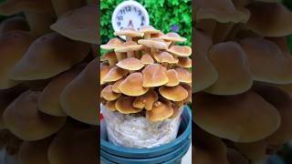 Time lapse video of mushroom plant🍄  life cycle of mushroom shorts like share subscribe [upl. by Aran170]