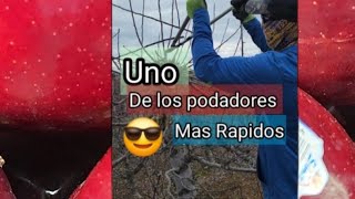 Uno de los más Rápidos podadores En Washington state [upl. by Elletnahs]