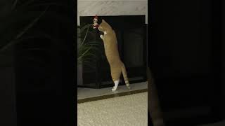 Cat finds Elf on the Shelf short cat catlover cats funnycats catcat orangecatbehavior [upl. by Lias903]