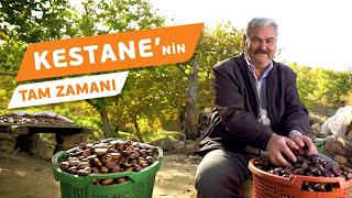 Şimdi Kestanenin Tam Zamanı [upl. by Nairde]