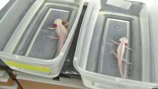 Scrutinizing salamanders to study scarring in humans [upl. by Mossman117]