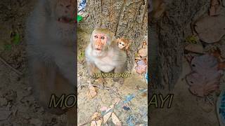 Monkey ka Romansh🐒🤣🙏funny monkey comedy [upl. by Sherie]